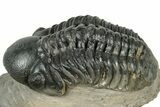 Detailed Reedops Trilobite - Atchana, Morocco #323695-1